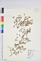 藏品(多花油柑、白仔)的圖片