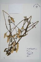 藏品(青葙)的圖片