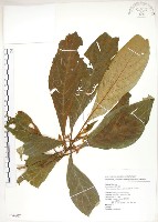 藏品(雄胞囊草、槳果苣苔)的圖片