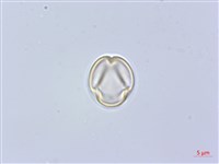 藏品(假柃木、賽柃木)的圖片