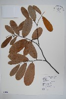 藏品(瓜馥木)的圖片