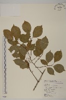 藏品(多花滇南蛇藤)的圖片