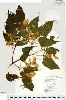 藏品(尖葉槭)的圖片