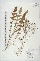 藏品(黃鵪菜)的圖片