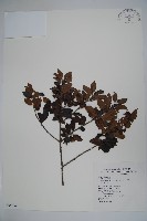 藏品(太平山冬青)的圖片