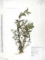 藏品(大籽當藥、巒大當藥)的圖片