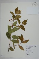 藏品(細梗絡石)的圖片