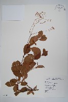 藏品(酸藤)的圖片