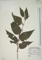 藏品(山黃麻)的圖片