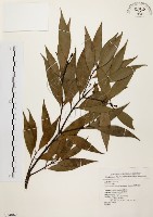 藏品(山肉桂、台灣肉桂)的圖片