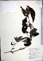 藏品(角桐草、台灣半蒴苣苔)的圖片