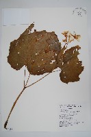 藏品(水鴨腳)的圖片