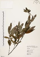 藏品(山胡椒)的圖片