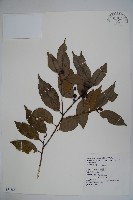 藏品(臺灣糊樗)的圖片