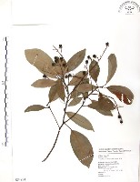 藏品(豬腳楠)的圖片