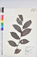 藏品(錫蘭饅頭果，香港饅頭果，大葉饅頭果，香港算盤子)的圖片