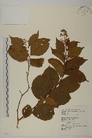 藏品(雷公藤)的圖片