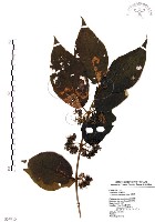 藏品(杜虹花，台灣紫珠)的圖片