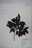 藏品(鐵冬青)的圖片