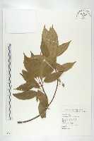 藏品(薯豆)的圖片