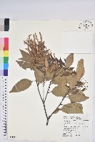 藏品(鋸葉長尾栲、白校欑)的圖片