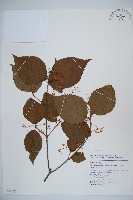 藏品(紅子莢迷)的圖片