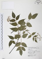 藏品(野鴉椿)的圖片