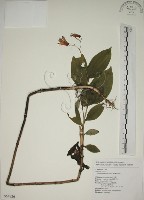 藏品(臺灣油點草)的圖片