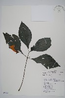 藏品(馬藍)的圖片