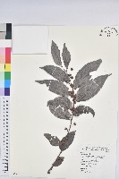 藏品(披針葉饅頭果)的圖片