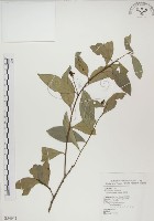 藏品(魯花樹)的圖片