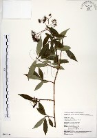 藏品(華八仙)的圖片