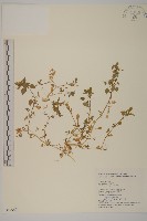 藏品(繁縷)的圖片