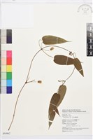 藏品(亨利氏鐵線蓮)的圖片