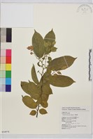 藏品(桶鉤藤)的圖片