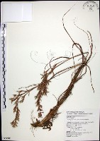 藏品(扭鞘香茅)的圖片