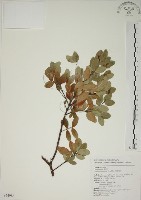 藏品(南嶺蕘花)的圖片