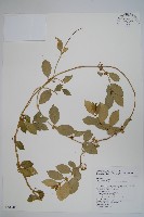 藏品(羊角藤、武靴藤)的圖片