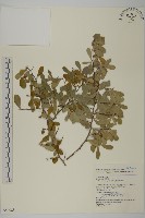 藏品(北仲, 刺裸實)的圖片