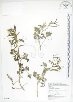 藏品(臺灣黃菫)的圖片