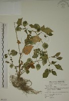 藏品(燈籠草)的圖片