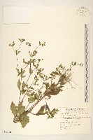 藏品(豨薟)的圖片