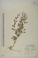 藏品(變葉藜、毛綠珠藜)的圖片