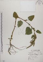 藏品(野莧菜)的圖片