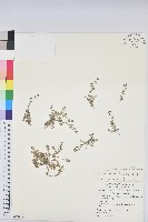 藏品(小葉大戟)的圖片