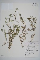 藏品(伏毛天芹菜)的圖片