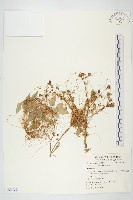 藏品(菟絲子)的圖片