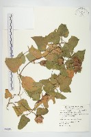 藏品(盒果藤)的圖片