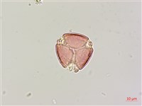 藏品(印度田菁)的圖片