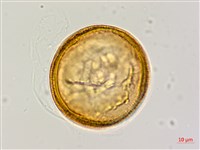 藏品(小果刀豆)的圖片